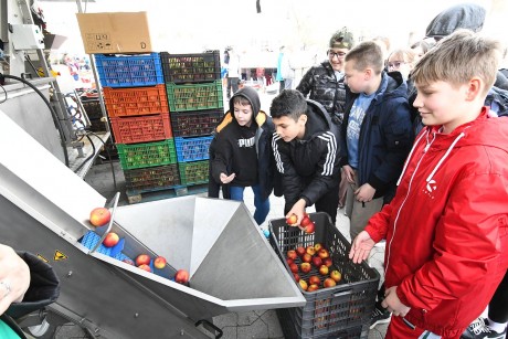 Tavaszünnep - több száz fehérvári iskolás látogatott a Városi Piacra